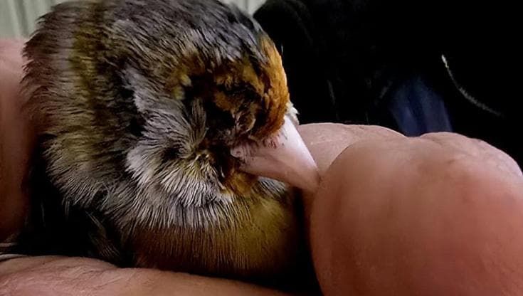 Cardellini accecati per farli cantare meglio: 19 esemplari sequestrati e una denuncia nel Casertano