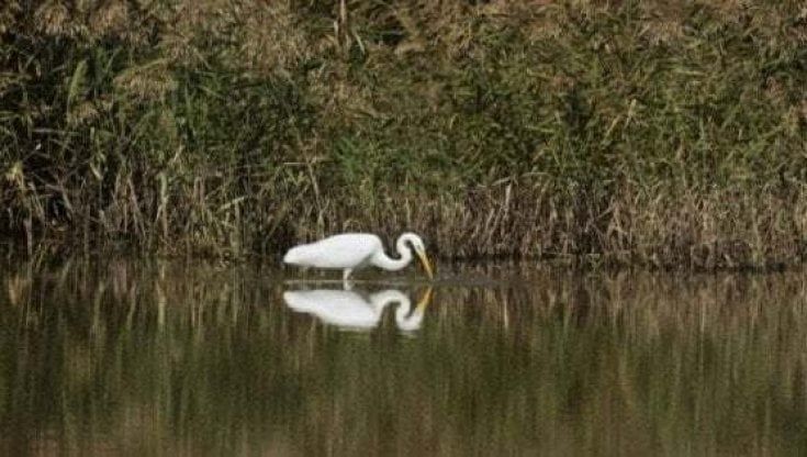 Airone ucciso e infilzato nel parco del Gargano: dopo il lupo impiccato è allarme crudeltà sugli animali
