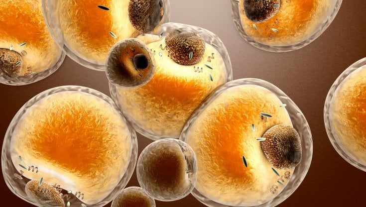 Grasso non è bello: le cellule adipose mandano "messaggi negativi" agli organi