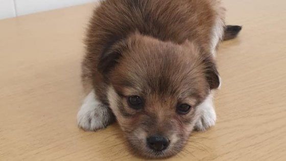 Bari, cucciola in canile cerca casa: boom di richieste e condivisioni social. "Basta messaggi, venite qui e adottate"