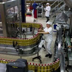 Olio d'oliva: dopo l'annus horribilis, il governo corre ai ripari. Test del Dna contro le frodi