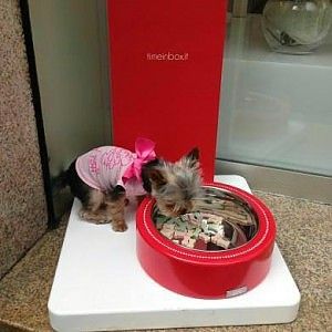 "Benvenuto Fido". Sotto la Mole il boom del "Pet friendly"