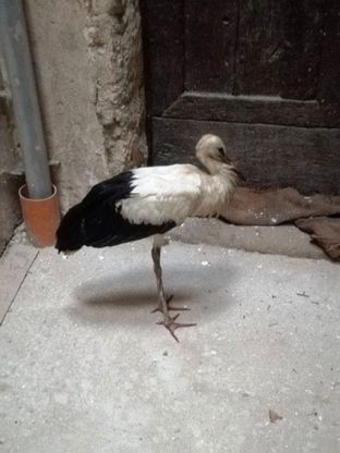 Cicogna in difficoltà salvata nel Cilento