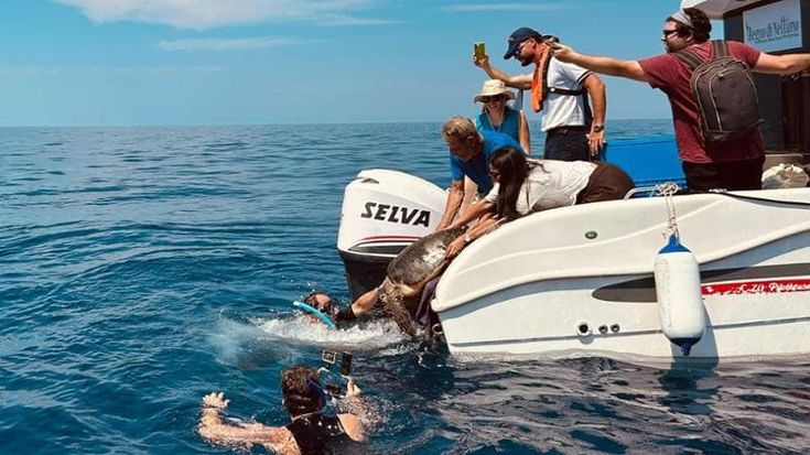 Quattro tartarughe tornano libere nel mare di Ischia: due avevano fatto “scorpacciata” di plastica