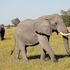 Botswana, chiuse le frontiere per fermare il Covid-19