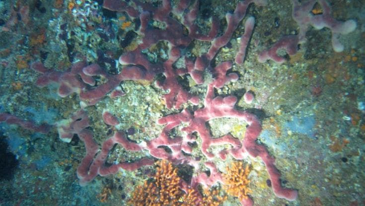 Le spugne di Ischia soffrono il cambiamento climatico
