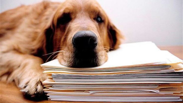 Il cane sotto la scrivania divide i colleghi di ufficio