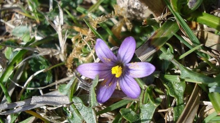 Piante, 62 specie a rischio estinzione in Toscana, 41 vivono solo qui e non rinasceranno altrove