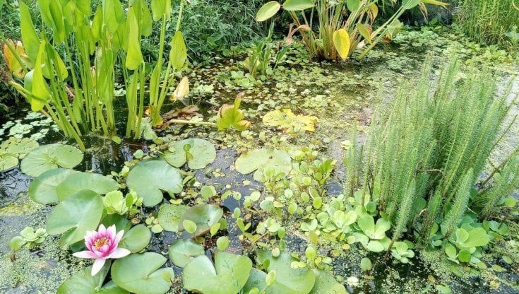 Nella Picasso Food Forest un laghetto della biodiversità contro la zanzara tigre