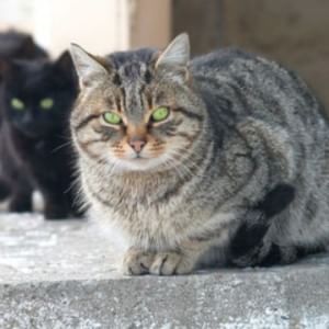 Animali, Aida&amp;a denuncia: "Nel 2014 mangiati in Italia oltre 6mila gatti"
