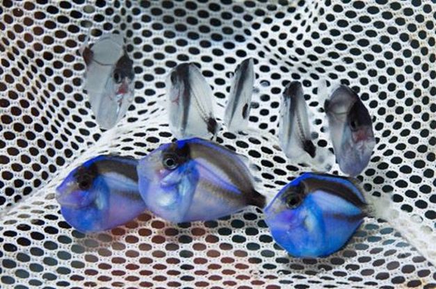 Alla ricerca di Dory in laboratorio