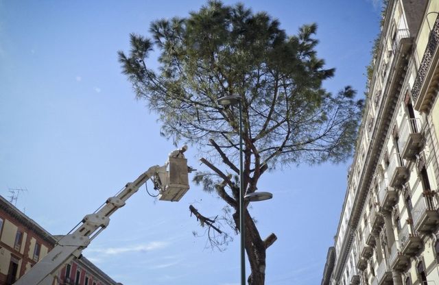 Napoli, viale Gramsci: 5 pini abbattuti in poche ore, scatta la protesta dei residenti