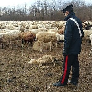 Torino, la guerra dei pascoli dietro la morte di due pastori romeni