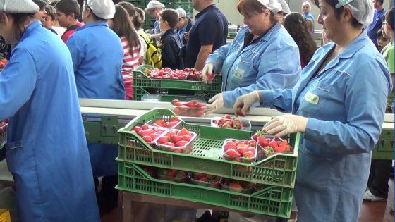 L'altra agricoltura: In Campania il paradiso delle fragole,  delizia le mense di mezza Europa 