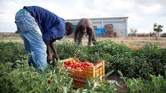 L'Onu accusa: in Italia l'industria alimentare sfrutta i braccianti
