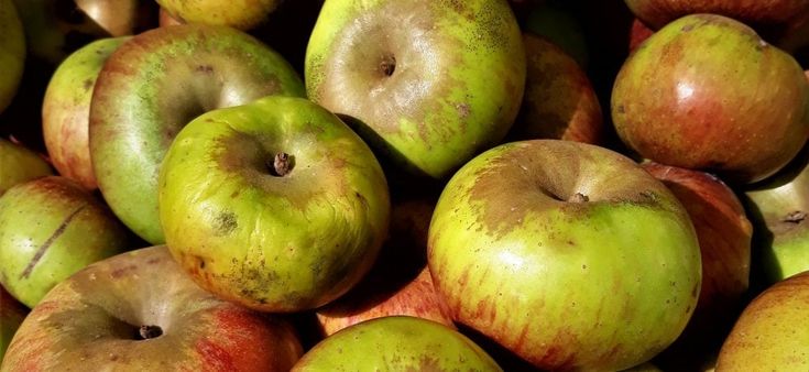 Biodiversità, siamo alla frutta: evviva le mele toscane