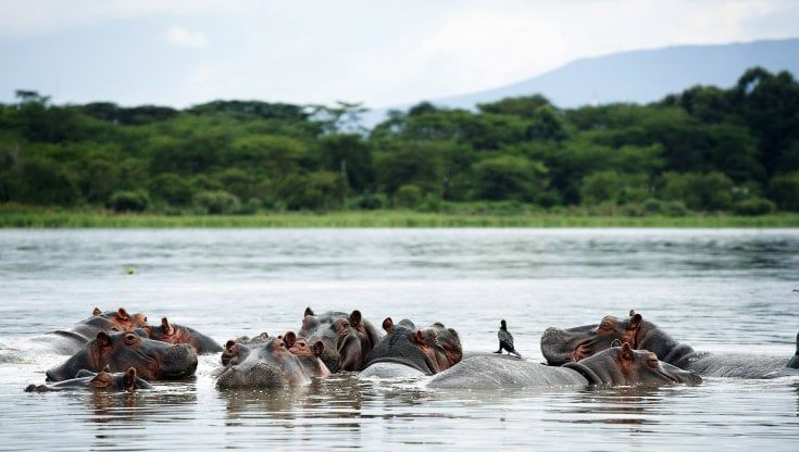Chi sta con gli ippopotami in Kenya adesso rischia