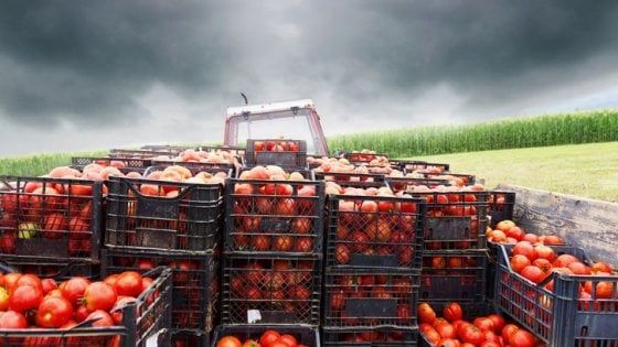 Pomodoro, al via l’etichetta obbligatoria