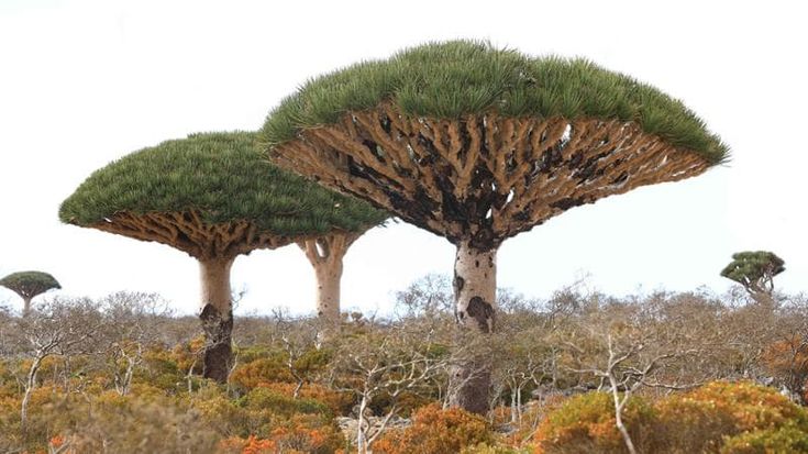 Socotra, la Galapagos yemenita è di nuovo accessibile. Deserto e biodiversità, un eden senza eguali