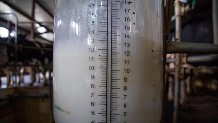 Così la crisi climatica rovina il latte