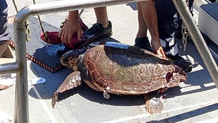 Napoli, morta tartaruga recuperata nel porto con più ferite e un amo nell'esofago