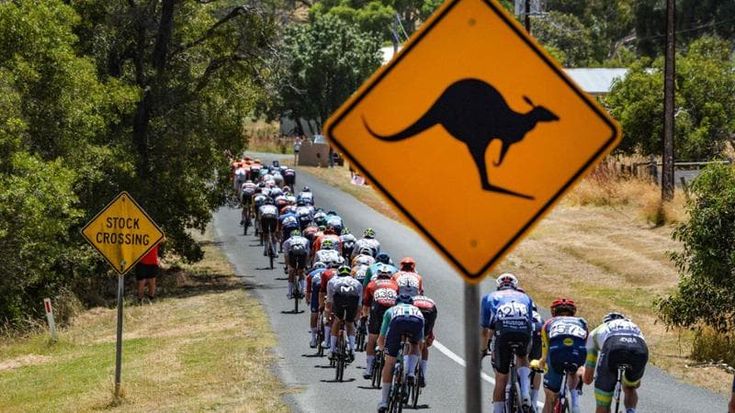 Canguro sul percorso al Tour Down Under, Vine cade ma poi trionfa