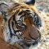Gb, custode dello zoo uccisa da una tigre