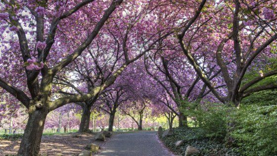 La lunga primavera di New York  