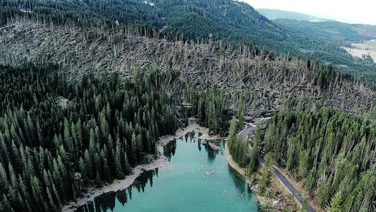 Maltempo, strage di abeti sulle Dolomiti. Il boscaiolo degli Stradivari: “Per riaverli ci vorranno due secoli” 