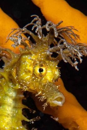'Il cavalluccio punk" vince in Usa il concorso 'Ocean art': fotografato in Salento