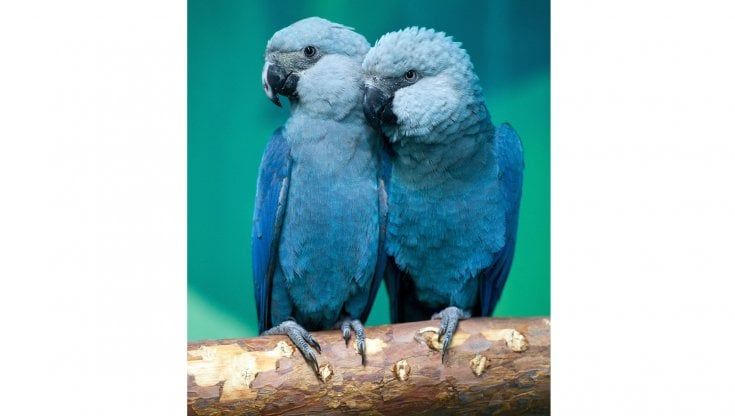 Il ritorno del pappagallo blu