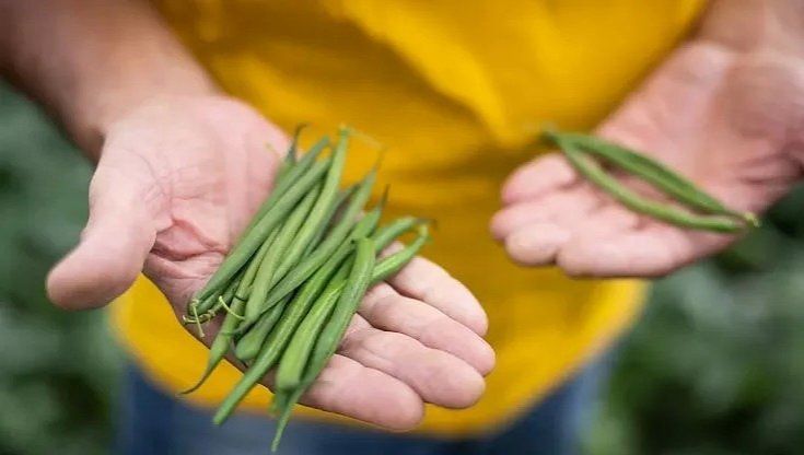 Quei contadini che fanno ricca la tavola: ma solo uno salirà sulla mongolfiera del Gusto