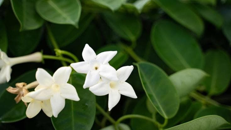 Stephanotis: come coltivare e curare il gelsomino del Madagascar