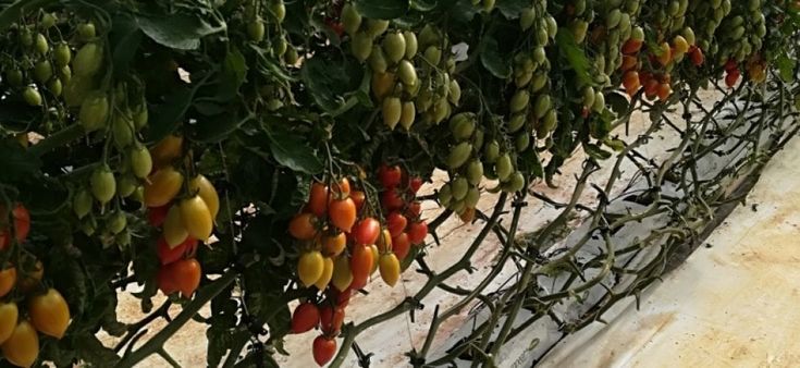Una serra computerizzata a scuola: l'agricoltura del futuro parte da Scicli