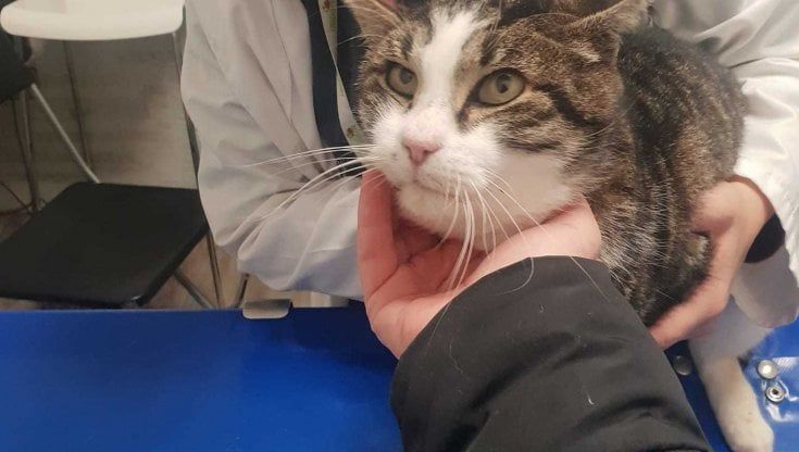 Giovannino, Penelope e Nonna Micia, i gatti delle macerie di Accumoli cercano casa. I volontari: "Aiutateci a salvarli"