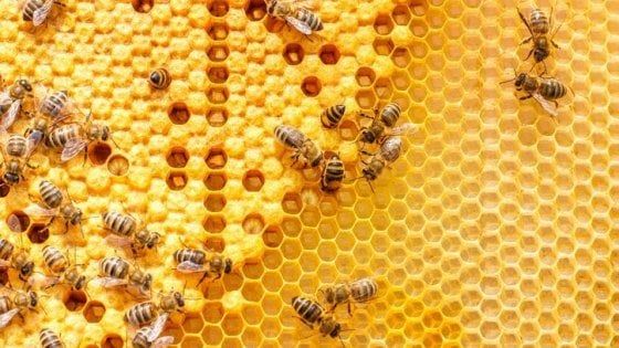 Il potere delle api: lo studio del miele per difendere gli ecosistemi