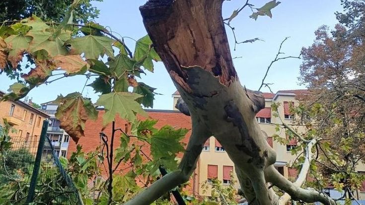 Platano crollato, l’ex della Consulta Verde: “Troppe liti, gli estremisti non aiutano l’ambiente”