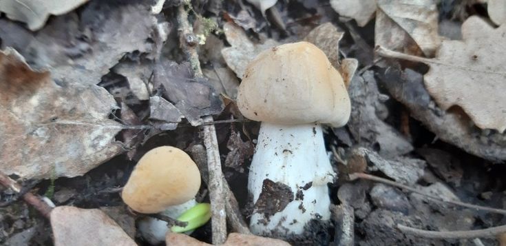 Dal bosco al piatto: in Val Taro è tempo di funghi prugnoli - Foto