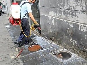 E' ancora emergenza blatte<br />citt&agrave; invasa anche quest'anno