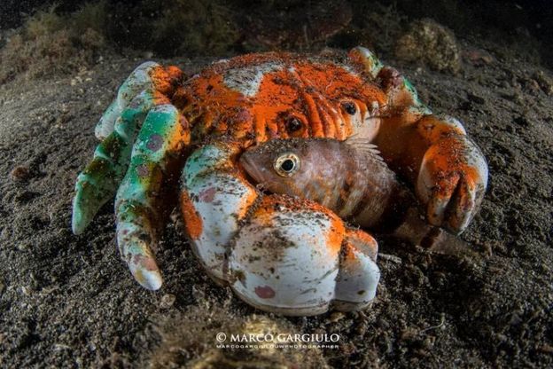 Sorrento, il pesce trova rifugio tra le chele del granchio di plastica
