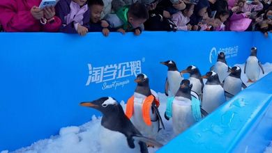 Cina, ad Harbin l'adorabile parata dei pinguini per la Festa nazionale