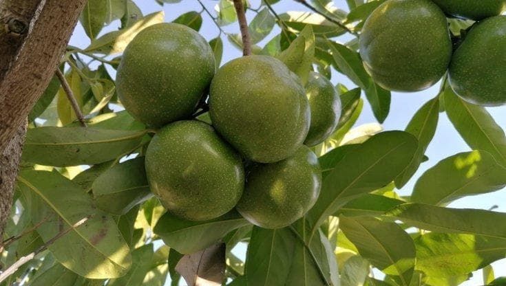 Quel frutto tropicale al sapore di cioccolato che cresce alla porte di Palermo