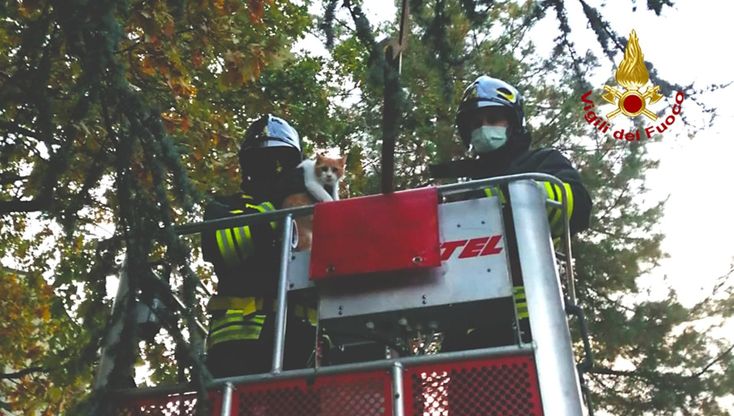 La scalata del gatto sull'albero, i Vigili del Fuoco lo salvano