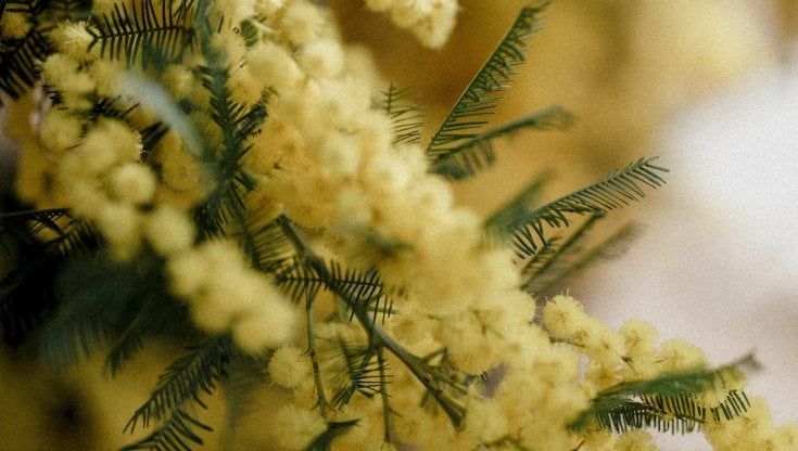 Giornata dell'8 marzo: antifascista e partigiano, ecco perché la mimosa è il fiore-simbolo della festa della donna