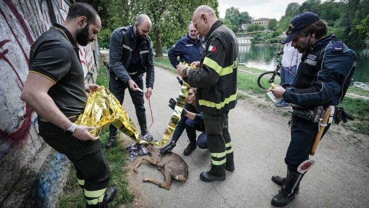 Torino, un altro capriolo salvato nel Po in pieno centro: è il terzo in una settimana 