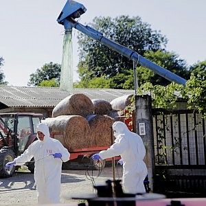 Brucia l'allevamento, strage di maiali nel Torinese