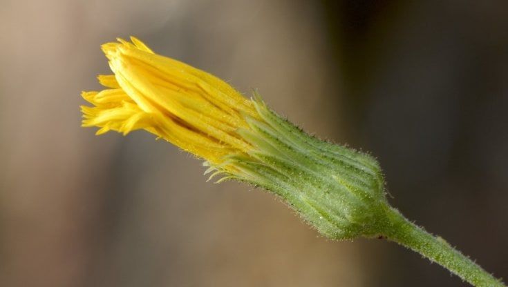 Lo Ieracio, il fiore che sboccia solo a Milano