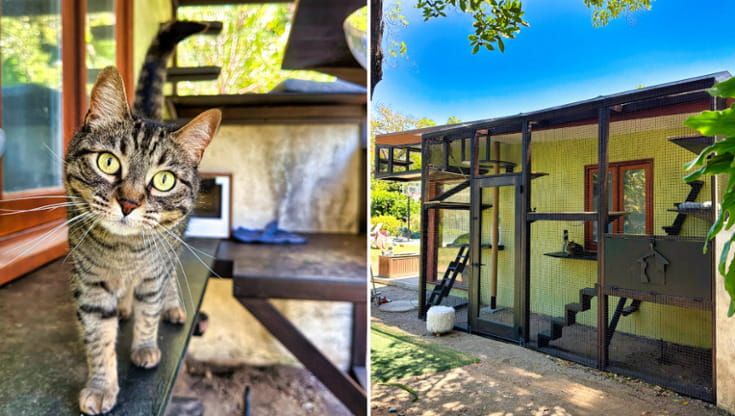 Catio, una casa all’aperto per il tuo gatto