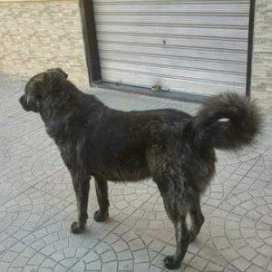Veterinario gratis per chi prende in affido un cane o un gatto: la proposta pugliese per far aumentare le adozioni
