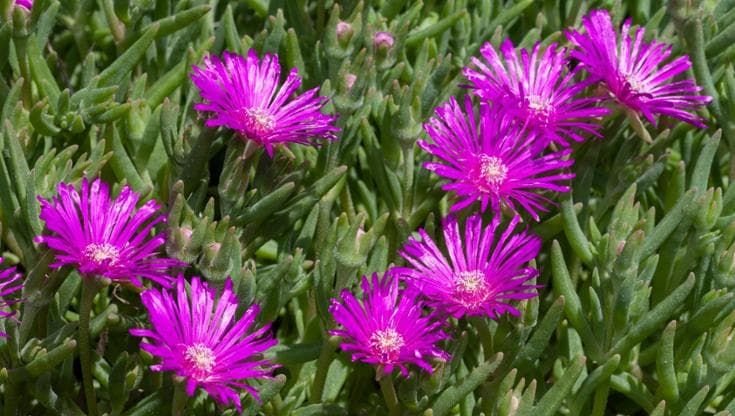 Come coltivare il Delosperma: cura e fioritura